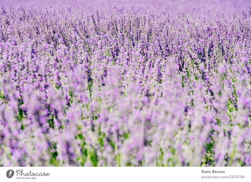 Violettes Lavendelfeld im Sommer Feld Provence Blume Duftveilchen purpur schön Landschaft Natur Hintergrundbild Überstrahlung aromatisch Beautyfotografie
