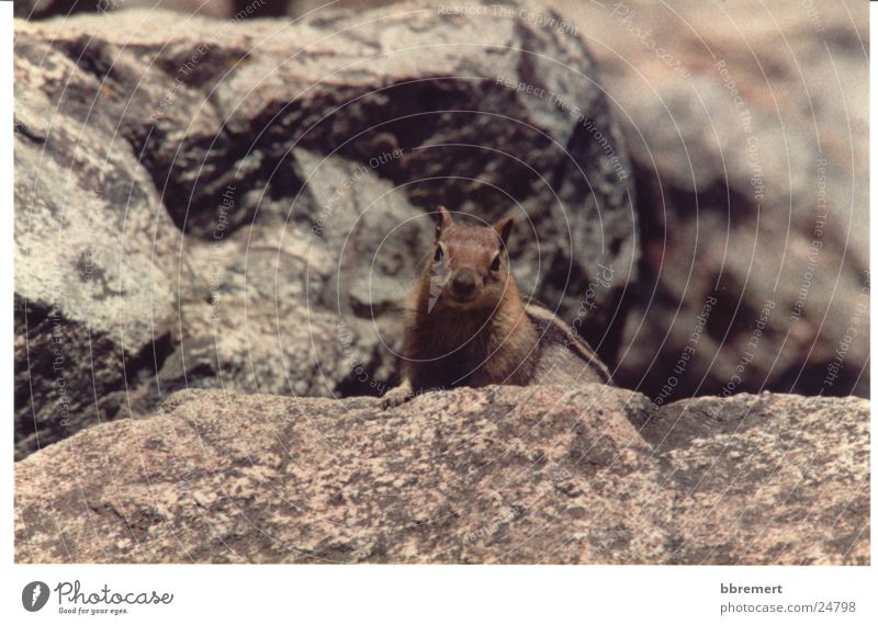Squirrel Eichhörnchen Neugier Stein Natur Nachaufnahme