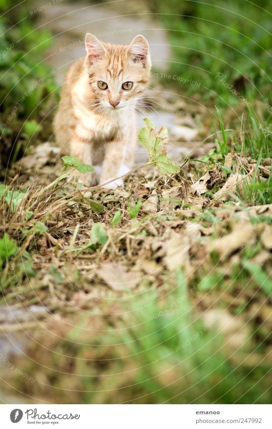 Entdecker Umwelt Natur Landschaft Sommer Gras Wiese Feld Tier Haustier Katze Fell Pfote 1 Tierjunges Bewegung entdecken fangen Jagd laufen Blick stehen warten