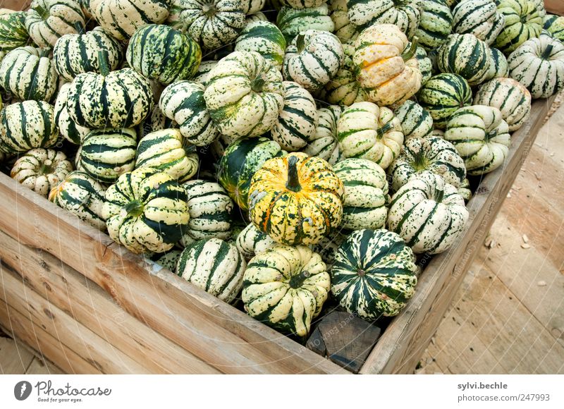 Ernte-Zeit Lebensmittel Gemüse Ernährung Vegetarische Ernährung Herbst Kasten Holz lecker rund braun grün Angebot verkaufen Kürbis Kürbiszeit viele