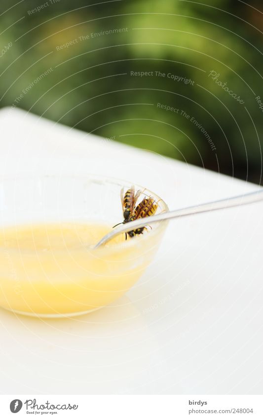 Zu Tisch Brüder und Schwestern Honig Schalen & Schüsseln Löffel Wespen 3 Tier Fressen bedrohlich gelb grün weiß Tierliebe Gastfreundschaft gefährlich Ernährung