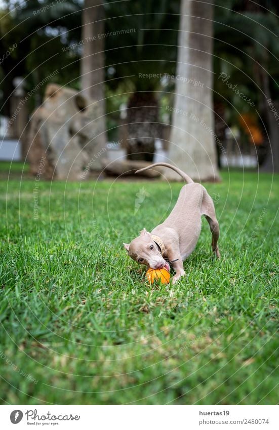 Kleiner italienischer Windhund auf dem Feld Glück schön Freundschaft Natur Tier Haustier Hund 1 Freundlichkeit Fröhlichkeit lustig braun Italienisches Piccolo