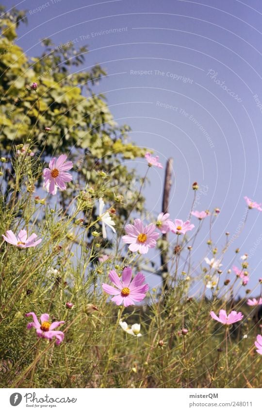 Wegrand. Umwelt Natur Landschaft Pflanze ästhetisch Blume Wiesenblume Blumenwiese Blüte Italien Sommer Außenaufnahme natürlich rosa violett grün Vorgarten Hügel
