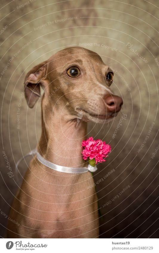 Studio-Porträt des kleinen italienischen Windhundes Glück schön Freundschaft Natur Tier Haustier Hund 1 Freundlichkeit Fröhlichkeit lustig braun