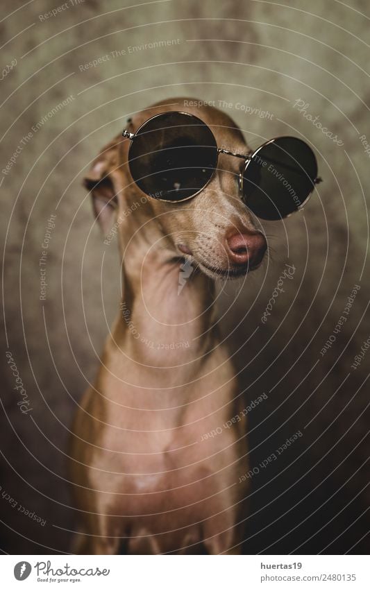 Studio-Porträt des kleinen italienischen Windhundes. Glück schön Freundschaft Natur Tier Sonnenbrille Haustier Hund 1 Freundlichkeit Fröhlichkeit lustig positiv