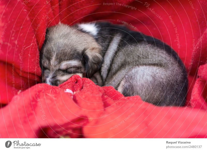 Ein wunderschöner Hundewelpe, der sich in einem roten Tuch zusammengerollt hat. Tier Haustier 1 Tierjunges liegen schlafen braun Geborgenheit Tierliebe