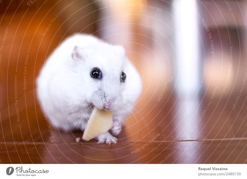 Der kleine weiße Hamster isst ein Stück Käse. Tier Haustier Maus 1 Diät Essen braun Freude Appetit & Hunger Vertrauen Farbfoto Innenaufnahme Dämmerung