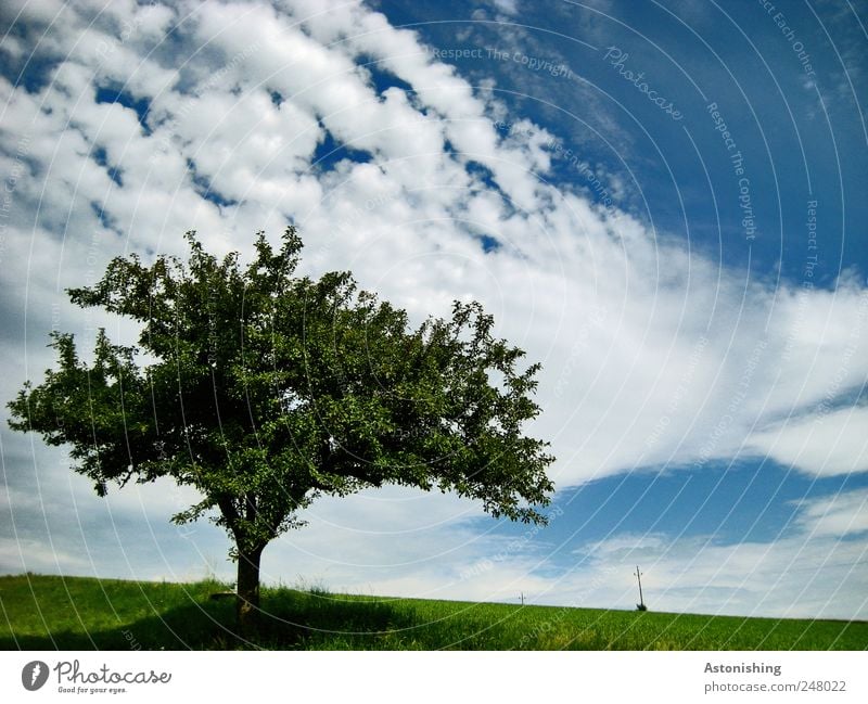 der einsame Baum Umwelt Natur Landschaft Pflanze Luft Himmel Wolken Horizont Sommer Wetter Schönes Wetter Gras Wiese alt schön Ast Hochspannungsleitung