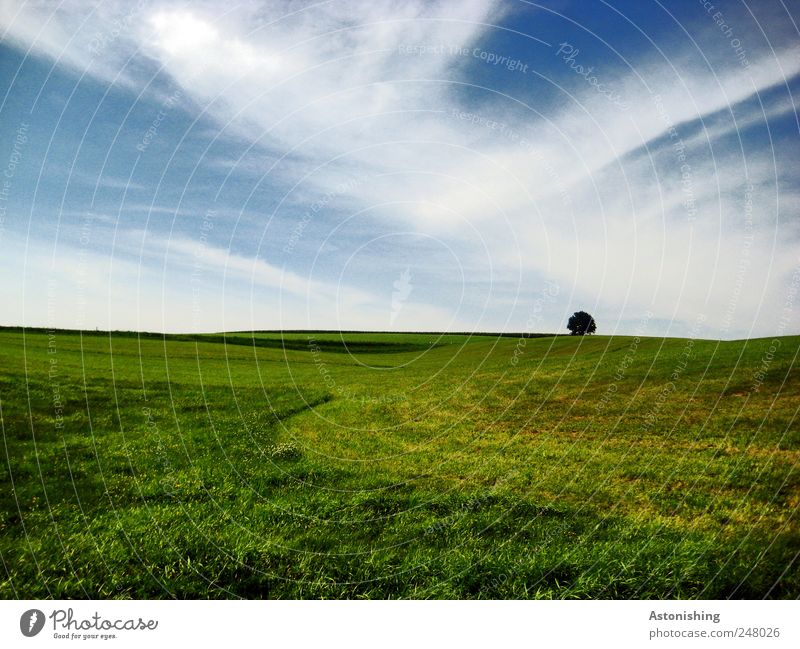alleine Umwelt Natur Landschaft Pflanze Erde Luft Himmel Wolken Sommer Wetter Schönes Wetter Gras Wiese Hügel blau grün weiß Sportrasen Mühlviertel Einsamkeit