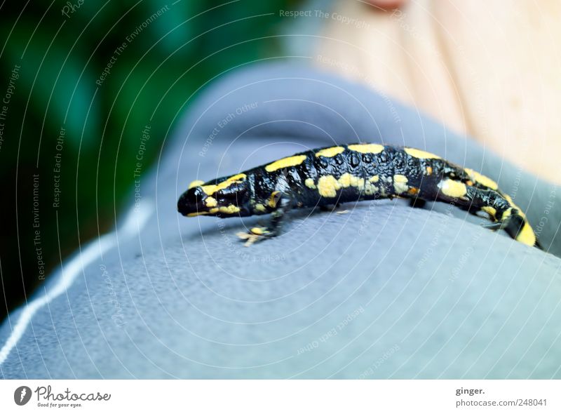 Der Besucher Tier Wildtier 1 hocken Salamander Feuersalamander schwarz-gelb Schulter Rücken glänzend klein Kontrast Schüchternheit schön Farbfoto mehrfarbig