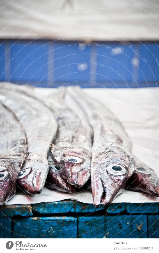 Fishmarket Fisch kaufen nachhaltig Tradition Fischmarkt Theke silber Lebensmittel Tod blau Farbfoto Gedeckte Farben Nahaufnahme Menschenleer Tag Unschärfe