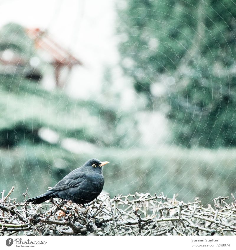 Amselchen. Natur Sträucher Garten Wildtier Vogel hören warten Hecke Einfamilienhaus Regen dick Jagd Außenaufnahme Detailaufnahme Licht Vogelperspektive