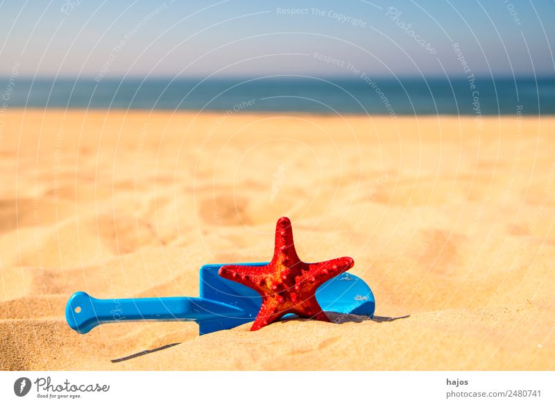 Spielzeugschaufel mit Seestern an einem Strand Freude Erholung Ferien & Urlaub & Reisen Sommer Kind Sand Ostsee Tier 1 blau gelb rot Tourismus Sandstrand Meer