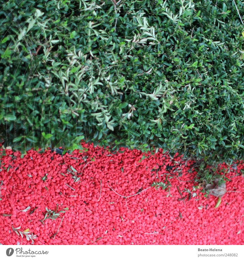Keine Rot-Grün-Schwäche Natur Sommer Schönes Wetter Pflanze Grünpflanze Wege & Pfade Stein ästhetisch außergewöhnlich modern grün rot rot-grün Kräuter & Gewürze