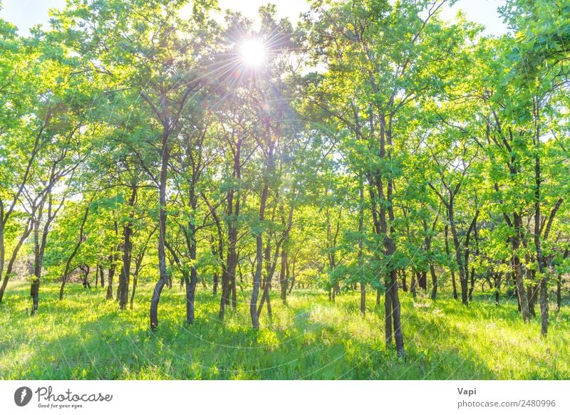 Landschaft mit grünem Wald schön Sommer Sonne Umwelt Natur Pflanze Sonnenaufgang Sonnenuntergang Sonnenlicht Frühling Schönes Wetter Baum Gras Sträucher Blatt
