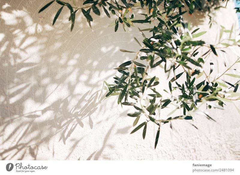 Olivenzweige Umwelt Natur Mauer Wand ästhetisch mediterran Olivenbaum Olivenöl Olivenblatt Schattenspiel Marseille Provence Süden Mittelmeer beige grün