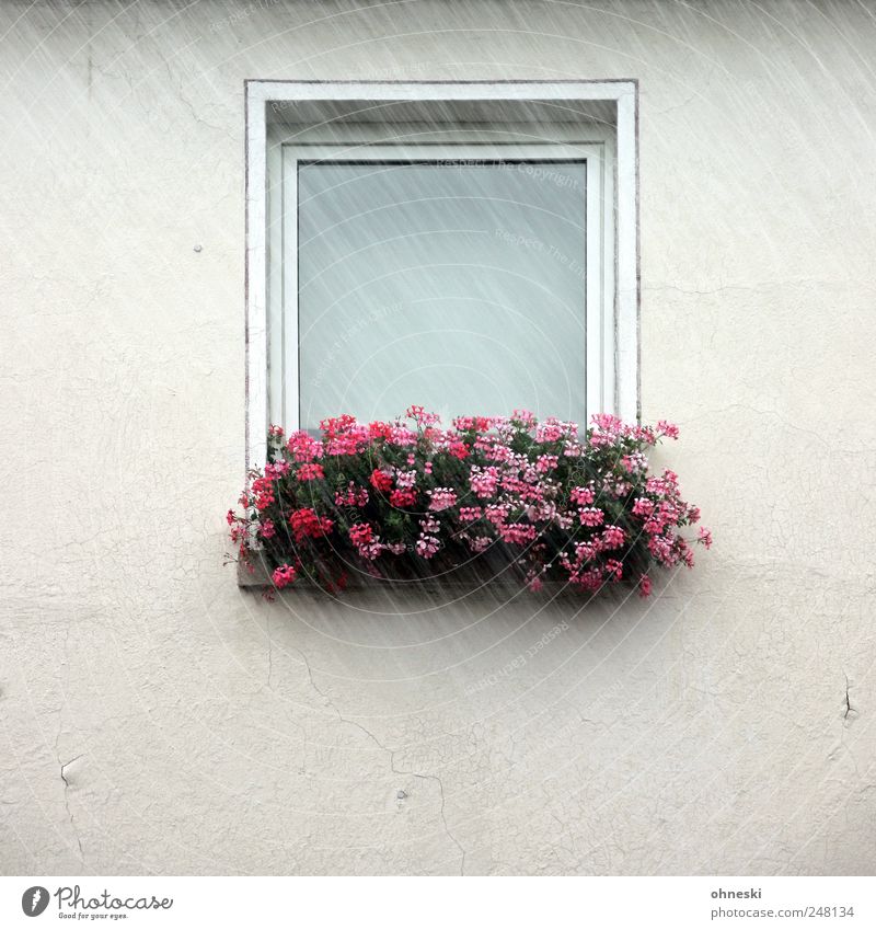 Es regnet schlechtes Wetter Regen Blume Blüte Balkonpflanze Haus Einfamilienhaus Mauer Wand Fassade Fenster nass trist rosa Farbfoto Außenaufnahme Menschenleer