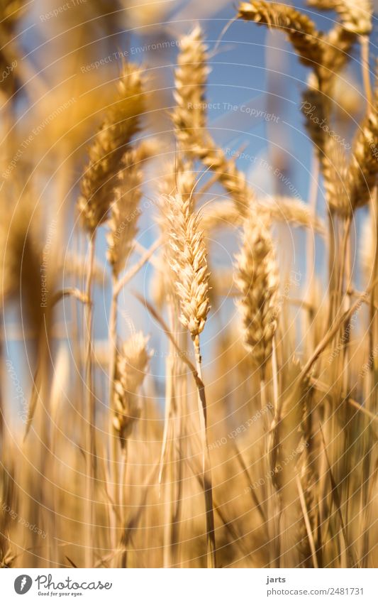 kornfeld Lebensmittel Getreide Umwelt Himmel Sommer Schönes Wetter Pflanze Gesundheit nachhaltig natürlich Natur Weizen Kornfeld Ernährung Brot Farbfoto