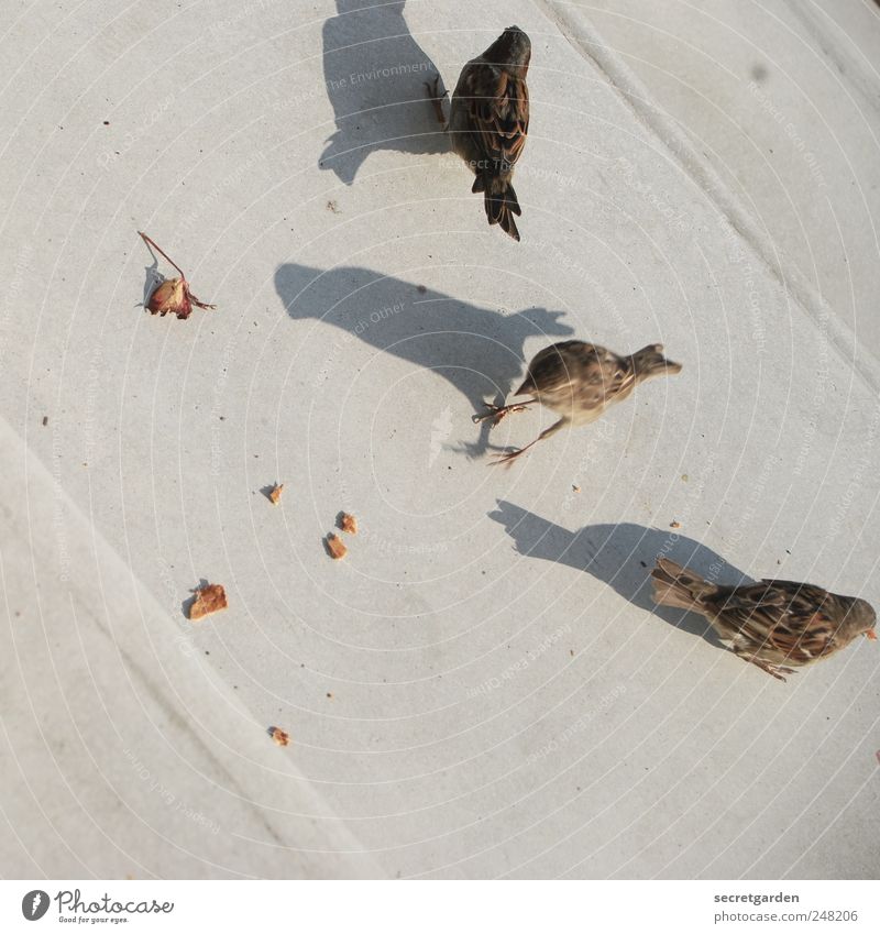who will love a little sparrow? Umwelt Erde Blatt Platz Vogel Spatz 3 Tier Beton Linie hocken niedlich braun grau Vertrauen Appetit & Hunger gefräßig Erwartung