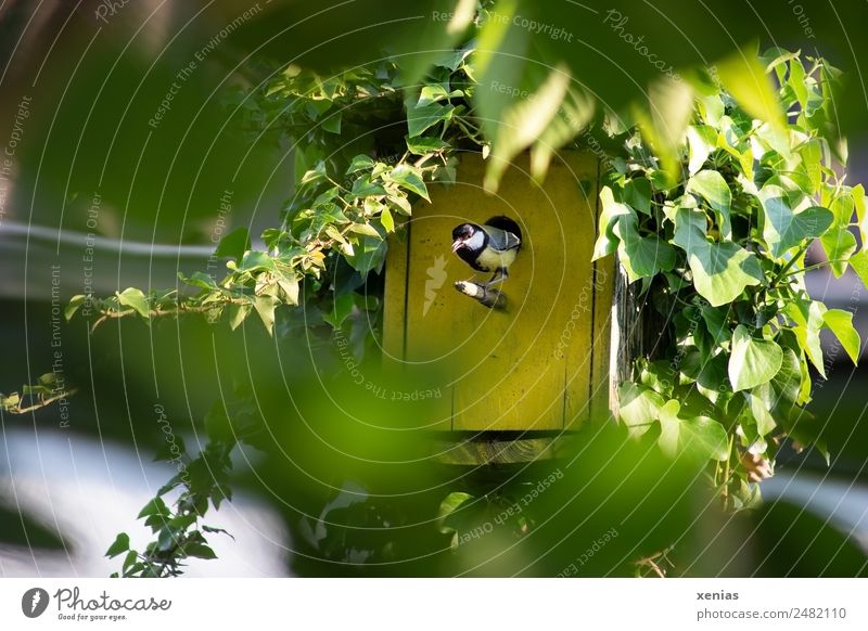 Kohlmeise schaut aus gelben Vogelhaus Meisen Tier Frühling Sommer Efeu Garten grün schwarz Futterhäuschen Gezwitscher Außenaufnahme Natur