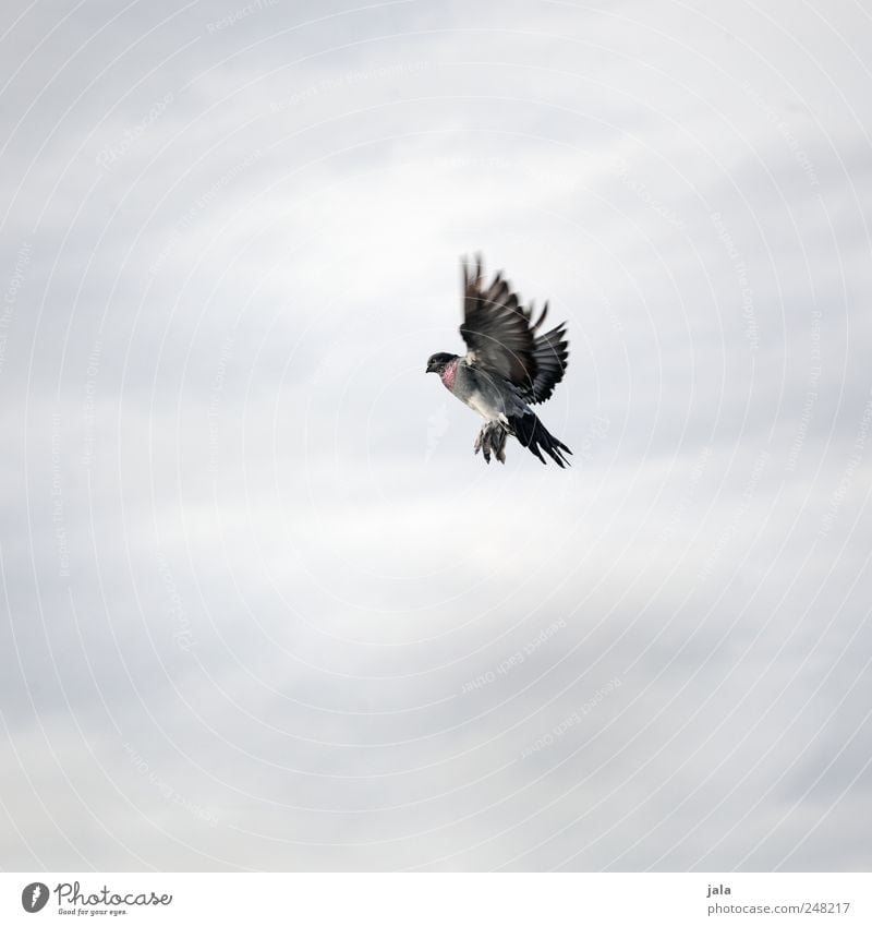 täubchen Himmel Tier Vogel Taube 1 fliegen ästhetisch Farbfoto Außenaufnahme Menschenleer Textfreiraum links Textfreiraum rechts Textfreiraum oben
