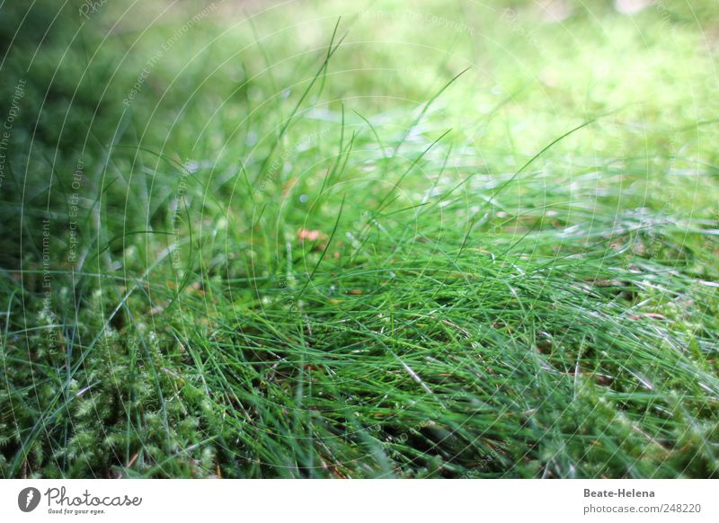 Lichtgrün Natur Landschaft Pflanze Sommer Schönes Wetter Gras Fressen Wachstum ästhetisch Sportrasen Rasen Lichteinfall Sonnenbrille Sonnenblume Grasbüschel