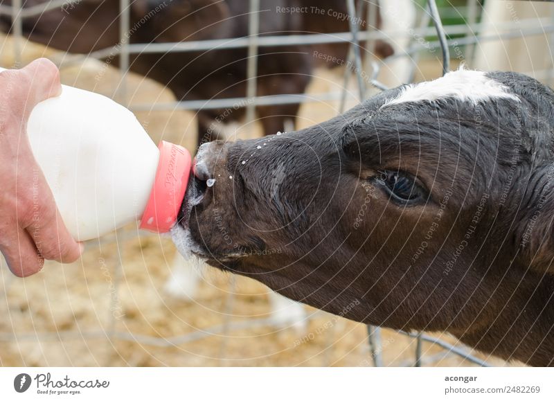 Kleine Babykuh füttert aus der Milchflasche. Flasche Hand Tier Nutztier Kuh 1 Tierjunges füttern süß landwirtschaftlich Ackerbau Wade Landwirt Futter horizontal