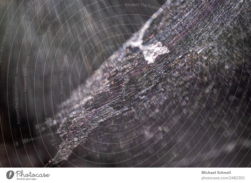 Spinnennetz und Sonnenstrahlen Umwelt Natur dunkel dünn gruselig trashig Schwarzweißfoto Außenaufnahme Nahaufnahme Makroaufnahme Menschenleer Tag