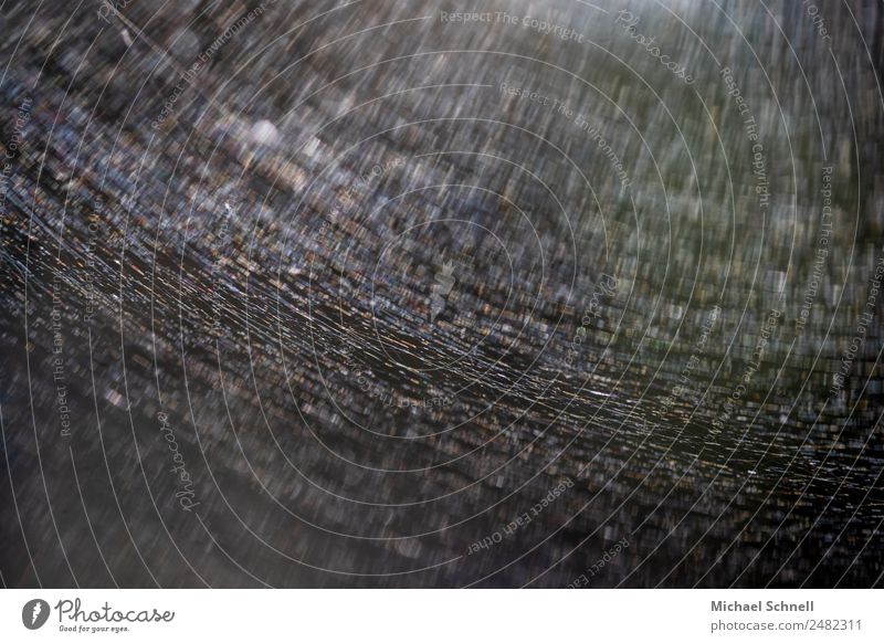 Spinnennetz und Sonnenstrahlen Umwelt Natur außergewöhnlich dunkel dünn gruselig Farbfoto Außenaufnahme Nahaufnahme Makroaufnahme abstrakt Menschenleer