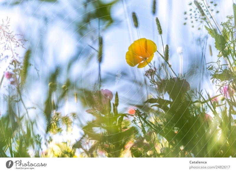 Gelbblauer Montag; Mohn in der Blumenwiese aus der Froschperspektive Natur Pflanze Himmel Sommer Schönes Wetter Gras Blatt Blüte Grünpflanze Wildpflanze