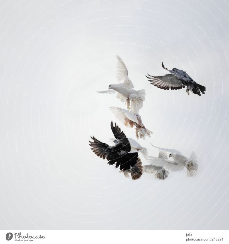 noch mehr täubchen Himmel Tier Vogel Taube Tiergruppe Schwarm fliegen frei blau grau schwarz weiß Farbfoto Außenaufnahme Textfreiraum links Textfreiraum unten