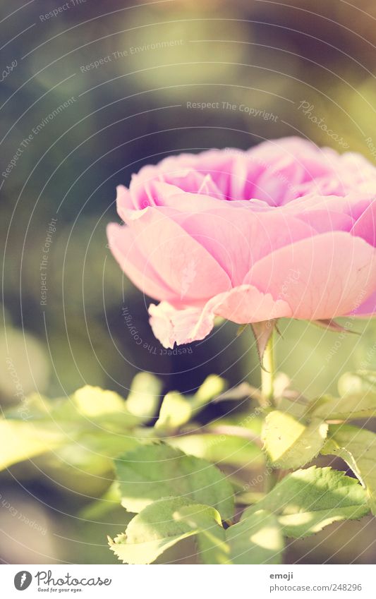 700 Pflanze Frühling Sommer Blume Duft natürlich grün rosa sanft Romantik Farbfoto Außenaufnahme Nahaufnahme Detailaufnahme Makroaufnahme Menschenleer