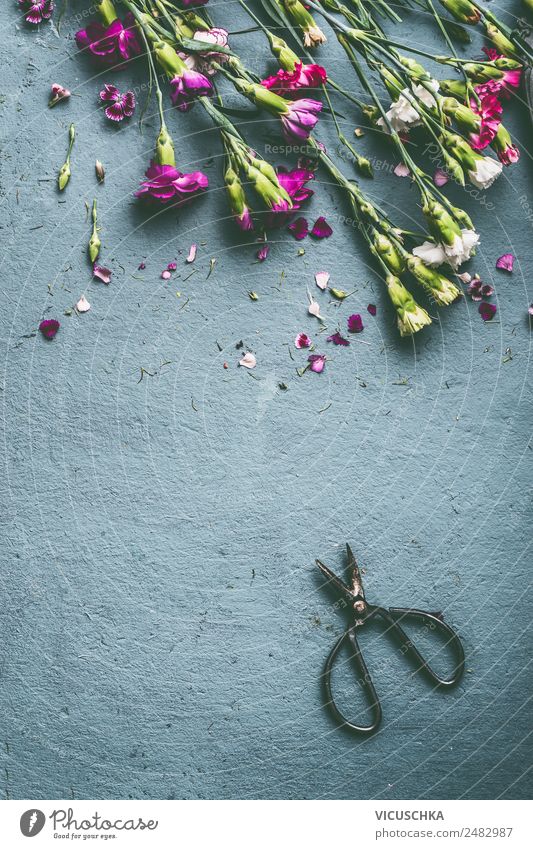 Sommer Blumen auf Hintergrund mit Schere Stil Design Garten Tisch Natur Pflanze Blumenstrauß rosa Hintergrundbild arrangiert Gewürznelke Farbfoto Studioaufnahme