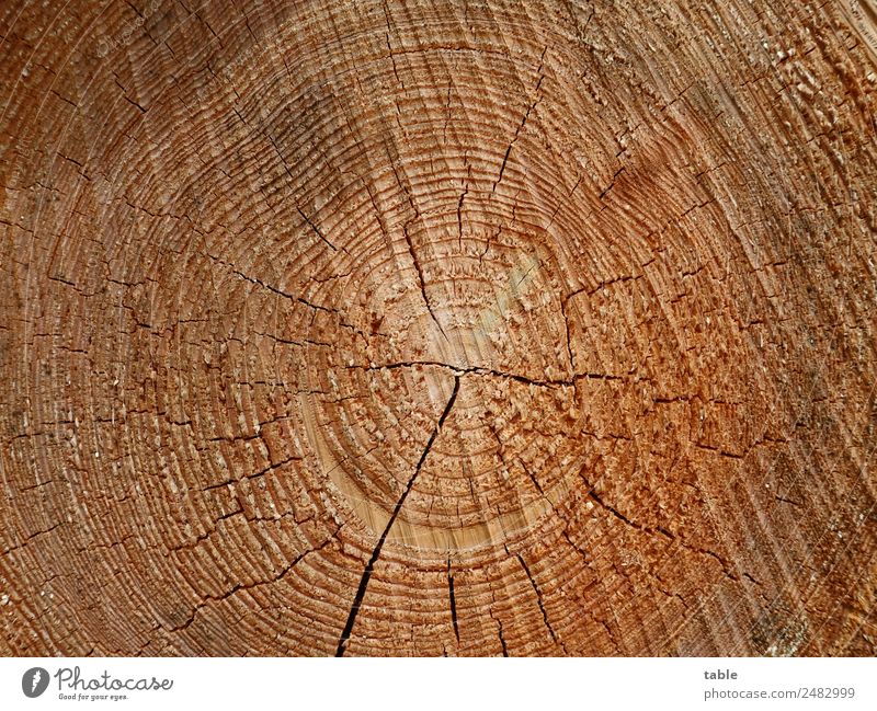 Jahresringe Landwirtschaft Forstwirtschaft Handwerk Baustelle Umwelt Natur Pflanze Baum Nutzpflanze Holz Linie alt liegen verkaufen dehydrieren Wachstum