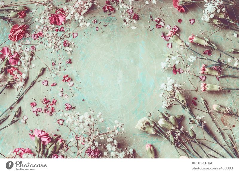Blumen Rahmen Stil Design Sommer Dekoration & Verzierung Natur Pflanze Blumenstrauß retro rosa Hintergrundbild Retro-Farben Romantik bedeckt Nelkengewächse
