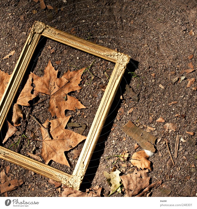 Herbstbild Umwelt Natur Schönes Wetter Blatt außergewöhnlich dreckig natürlich braun gold Herbstlaub Boden Bilderrahmen Rahmen edel Bronze orange Königlich