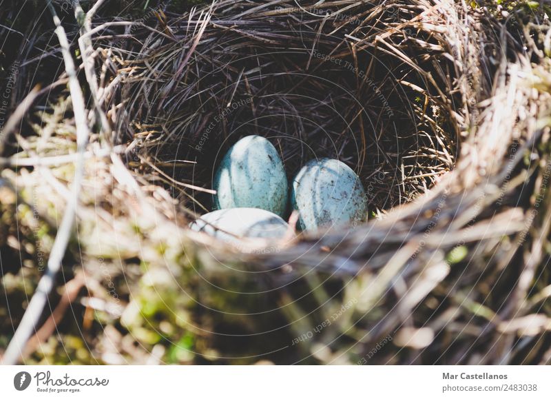Nest mit wilden blauen Eiern. Nahaufnahme von vorne. Sommer Umwelt Natur Tier Wald Vogel fliegen frisch klein natürlich grün Schwäche fallen Tierwelt