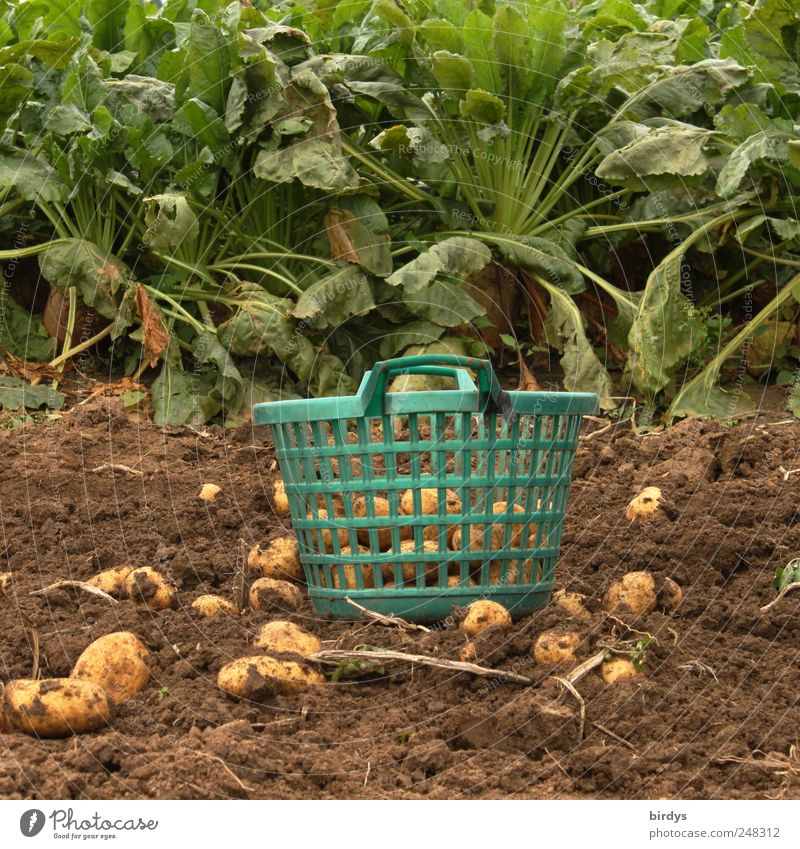 freigelegte Kartoffeln auf dem Feld, Korb mit Kartoffeln auf der Erde, Kartoffelernte Kartoffelacker Landwirtschaft Bioprodukte Gartenarbeit Nutzpflanze Ernte