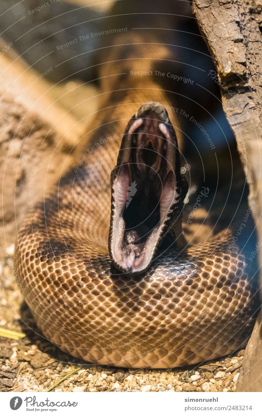 Schlange beim Zahnarzt Wildtier Zoo Aggression wild Macht klug Angst Entsetzen Todesangst gefährlich falsch Ärger trotzig Hass Religion & Glaube Teufel böse
