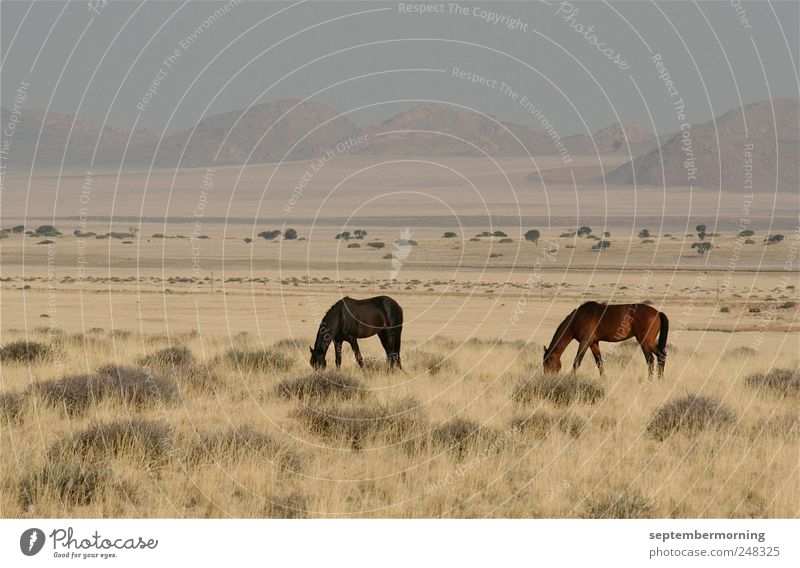 Wildpferde Landschaft Berge u. Gebirge Tier Pferd 2 ruhig Ferne Farbfoto Außenaufnahme Menschenleer Tag