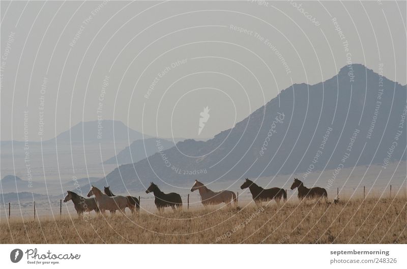 Pferde Berge u. Gebirge Tier Tiergruppe hören stehen Farbfoto Außenaufnahme Tag