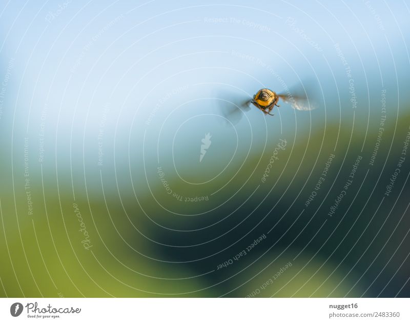 und tschüss! Biene von hinten Umwelt Natur Landschaft Tier Himmel Horizont Sonnenlicht Frühling Sommer Herbst Klima Klimawandel Schönes Wetter Pflanze Garten