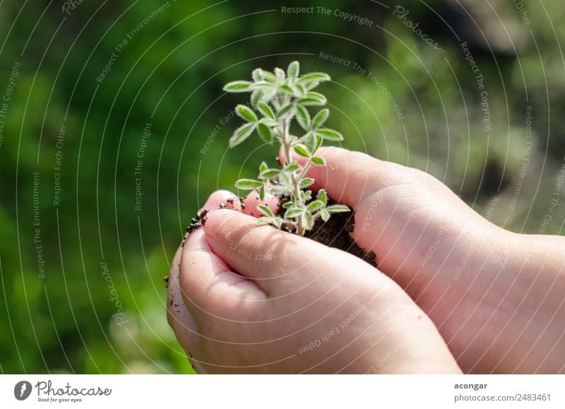Schmutzige Jungenhände halten kleine junge Kräutersprossenpflanze. Kräuter & Gewürze Vegetarische Ernährung Garten Kind Business Hand Natur Pflanze Erde Blatt