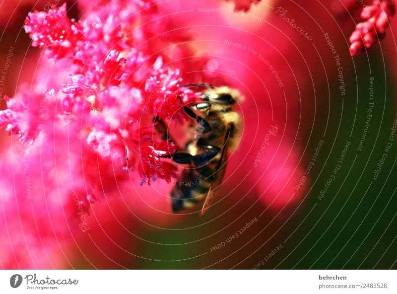 nullachtfuffzehn | schärfe Natur Pflanze Tier Sommer Blume Blüte Prachtspiere Garten Wiese Wildtier Biene Tiergesicht Flügel 1 Blühend Duft fliegen Fressen