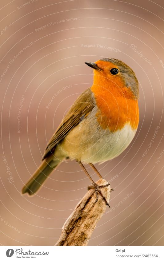 Hübscher Vogel mit einem schönen orange-roten Gefieder. Leben Mann Erwachsene Umwelt Natur Tier klein natürlich wild braun weiß Tierwelt Rotkehlchen allgemein