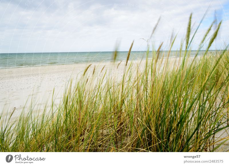 Düne mit Meerblick Freiheit Sommer Sommerurlaub Strand Natur Landschaft Pflanze Sand Luft Wasser Himmel Wolken Gras Dünengras Küste Ostsee Stranddüne maritim