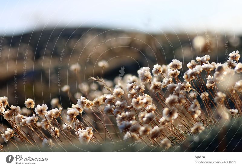 verblühte Grasnelken auf Moos  auf einer Schäre in Schweden Erholung Sommer Sonne Natur Pflanze Schönes Wetter Blume Wiese Küste Bucht Fjord Blühend natürlich