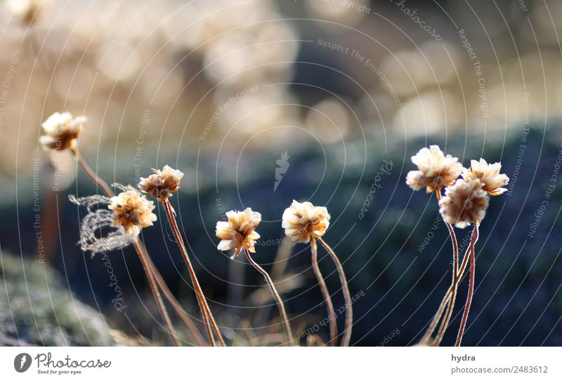 verblühte Grasnelken auf Moos  auf einer Schäre in Schweden harmonisch ruhig Natur Landschaft Pflanze Erde Sonnenlicht Sommer Schönes Wetter Dürre Blume Blüte