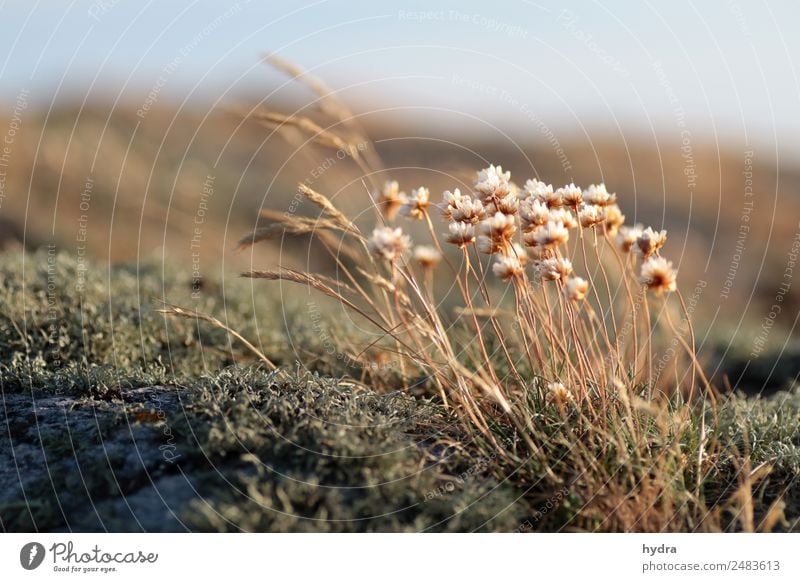 verblühte Grasnelken auf Moos  auf einer Schäre in Schweden Erholung ruhig Natur Landschaft Pflanze Himmel Sommer Klimawandel Schönes Wetter Dürre Blüte