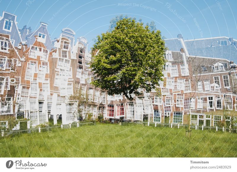 Fassaden (4) Schönes Wetter Baum Wiese Niederlande Stadt Haus blau braun grün weiß Leichtigkeit Doppelbelichtung Farbfoto Außenaufnahme Menschenleer Tag